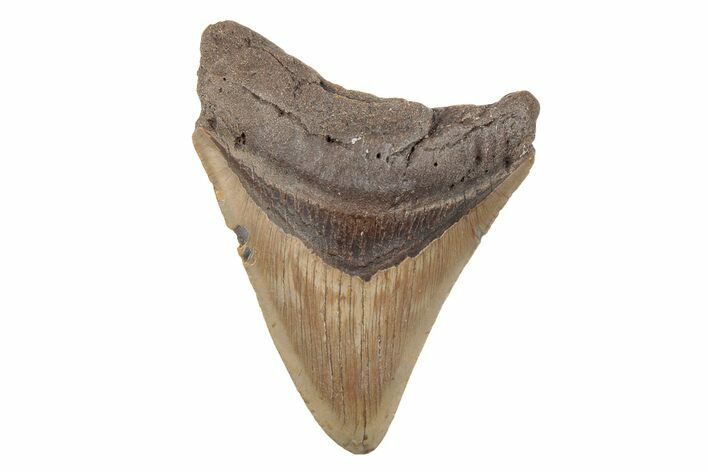 4.29" Fossil Megalodon Tooth - North Carolina